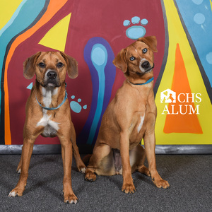 Fundraising Page: Torri Howard